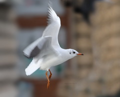 Chroicocephalus ridibundus