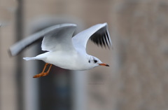 Chroicocephalus ridibundus