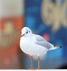 Chroicocephalus ridibundus