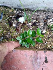 Cotoneaster simonsii