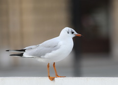 Chroicocephalus ridibundus