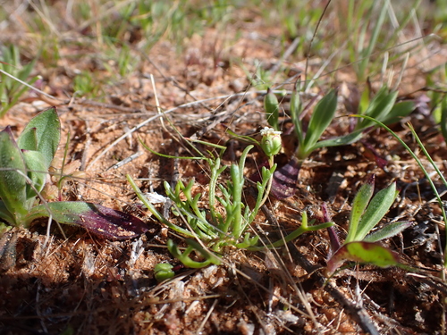 Image of Brachyscome lineariloba by (c) Nina Kerr, some rights reserved (CC BY)