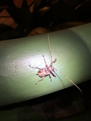 Lagocheirus araneiformis parvulus