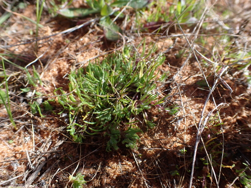 Image of Millotia perpusilla by (c) Nina Kerr, some rights reserved (CC BY)