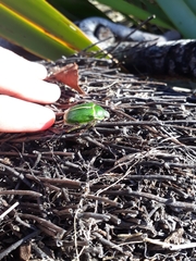 Stethaspis suturalis