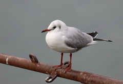 Chroicocephalus ridibundus