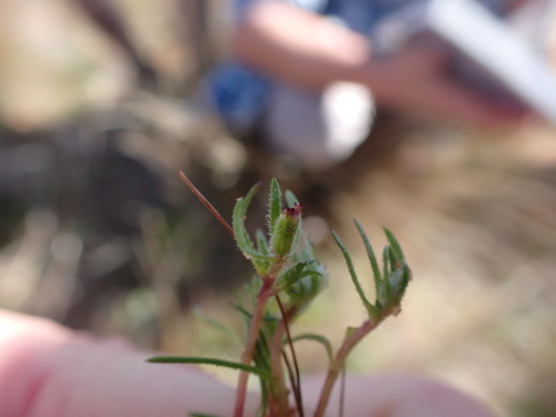 Image of Millotia perpusilla by (c) Nina Kerr, some rights reserved (CC BY)