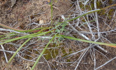 Trachyandra flexifolia