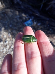 Stethaspis suturalis