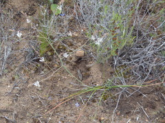 Trachyandra flexifolia