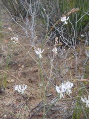 Trachyandra flexifolia