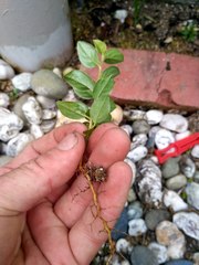 Cotoneaster simonsii