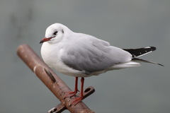 Chroicocephalus ridibundus