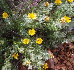 Berkheya coriacea