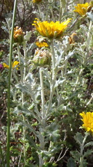 Berkheya coriacea