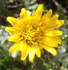Berkheya coriacea