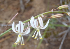 Trachyandra flexifolia