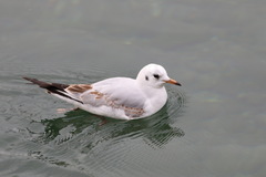 Chroicocephalus ridibundus