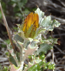 Berkheya coriacea