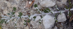 Berkheya coriacea