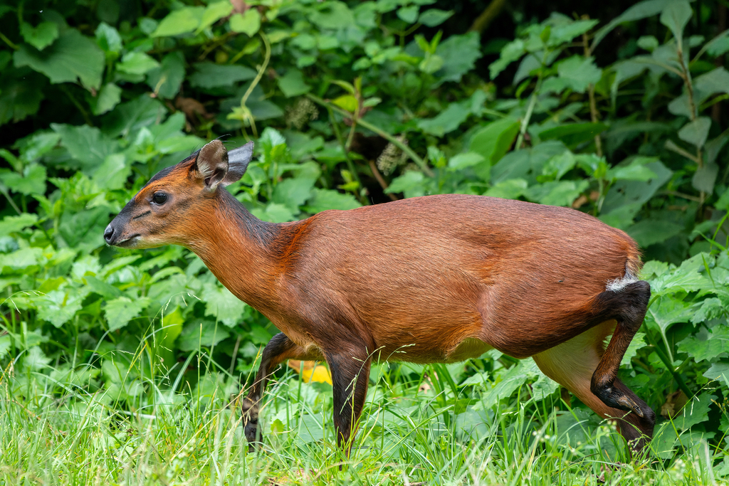 Kivu Duiker (Cephalophorus kivuensis)