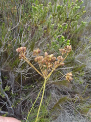 Anginon swellendamense