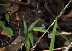 Cepheuptychia cephus