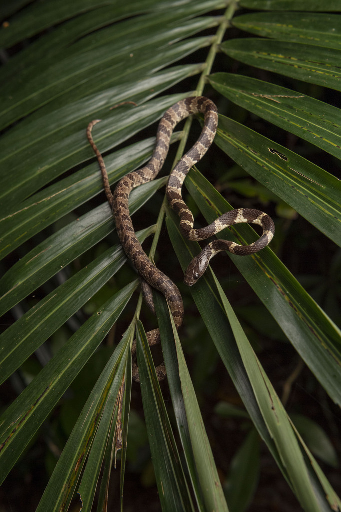 Ryukyu Mountain Wolf Snake