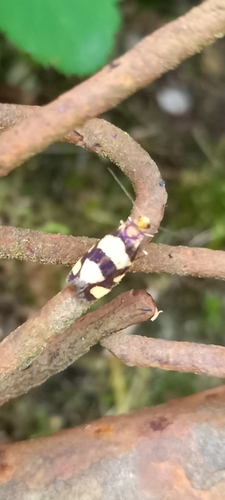 lesklec horský (Lampronia rupella)