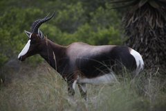 Damaliscus pygargus pygargus