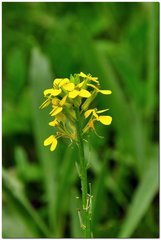 Erysimum cuspidatum