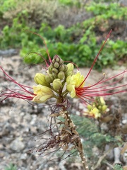 Erythrostemon gilliesii image