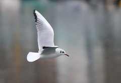 Chroicocephalus ridibundus