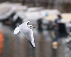 Chroicocephalus ridibundus