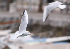 Chroicocephalus ridibundus