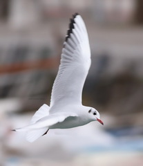 Chroicocephalus ridibundus