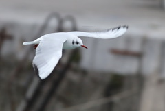 Chroicocephalus ridibundus