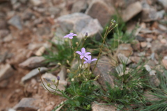 Gilia flavocincta