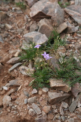 Gilia flavocincta