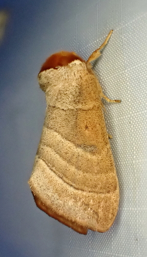 Contracted Datana Moth photo 5