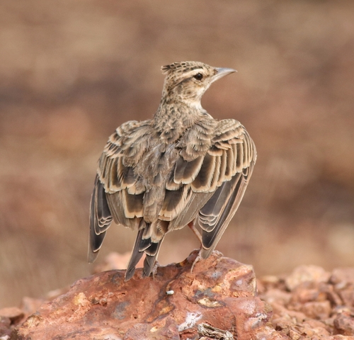 Malabar Lark (Galerida malabarica), photo 7