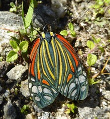 Campylotes histrionicus