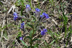 Pulmonaria angustifolia