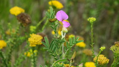 Tephrosia grandiflora