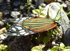 Campylotes histrionicus