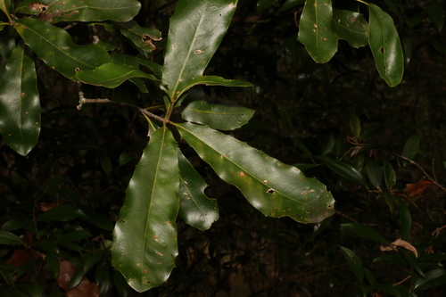 Image of Macadamia integrifolia by (c) Greg Tasney, some rights reserved (CC BY-SA)
