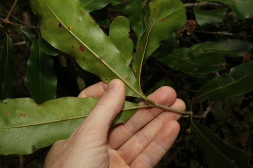 Image of Macadamia integrifolia by (c) Greg Tasney, some rights reserved (CC BY-SA)
