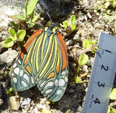 Campylotes histrionicus