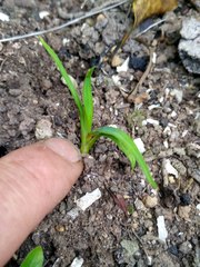 Phormium tenax
