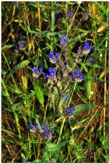 Anchusa leptophylla
